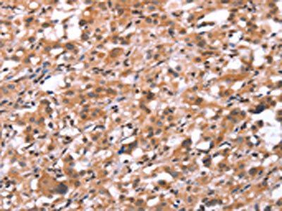 GNAT3 Antibody