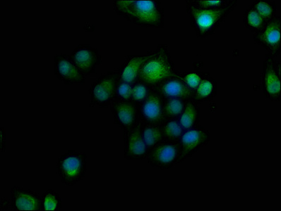 GNAT3 Antibody