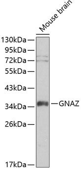 GNAZ antibody