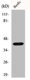 GNAZ antibody