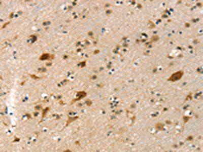 GNB2L1 Antibody