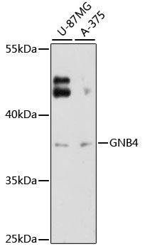 GNB4 antibody