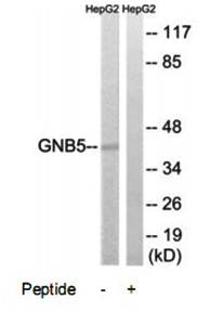GNB5 antibody