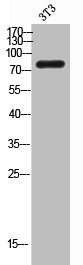 GNE antibody