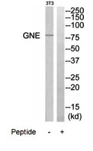 GNE antibody