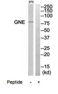 GNE Antibody