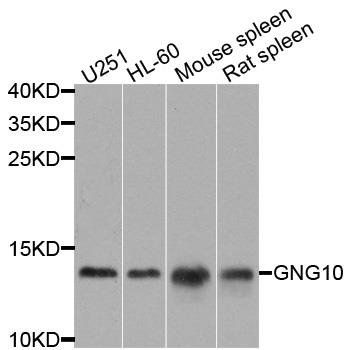 GNG10 antibody