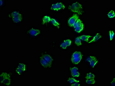 GNG12 antibody