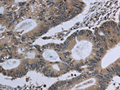 GNG2 Antibody