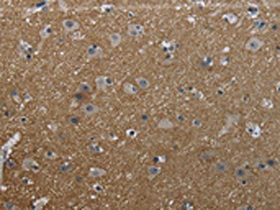 GNG2 Antibody