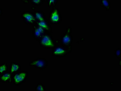 GNG2 antibody