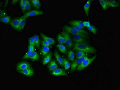 GNG4 Antibody