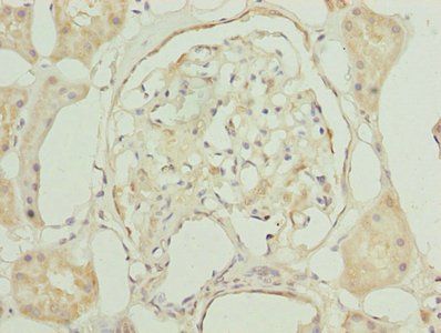 GNG5 antibody