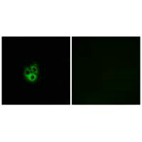 GNG5 Antibody