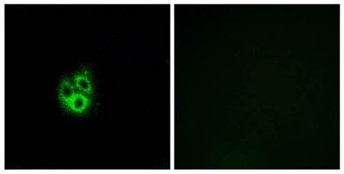 GNG5 Antibody