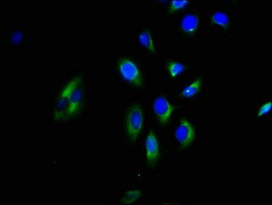 GNGT2 Antibody