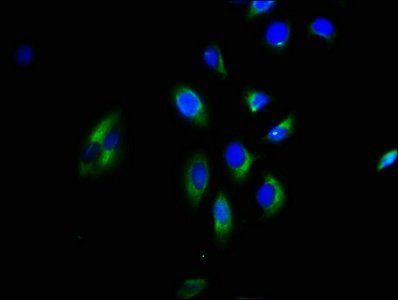 GNGT2 antibody