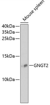GNGT2 antibody