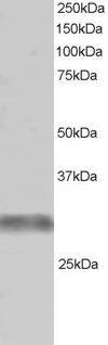 Goat anti-GNIP / TRIM7 Antibody
