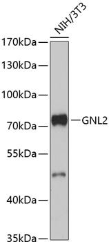 GNL2 antibody