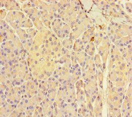 GNMT Antibody