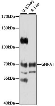GNPAT antibody