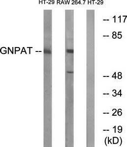 GNPAT Antibody