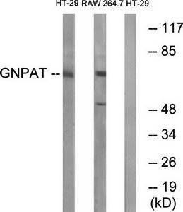 GNPAT antibody