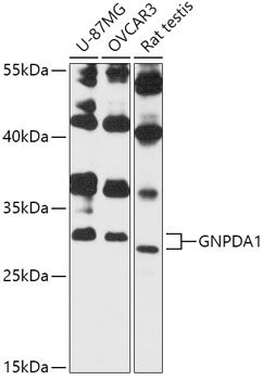 GNPDA1 antibody