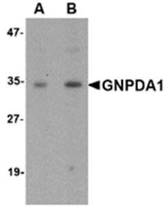 GNPDA1 Antibody