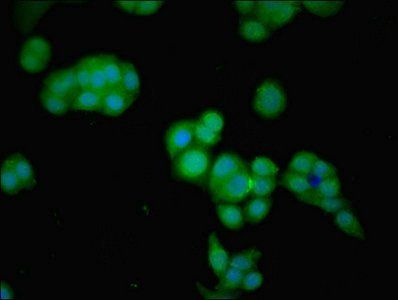 GNPDA2 Antibody