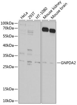 GNPDA2 antibody