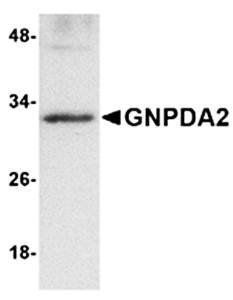 GNPDA2 Antibody
