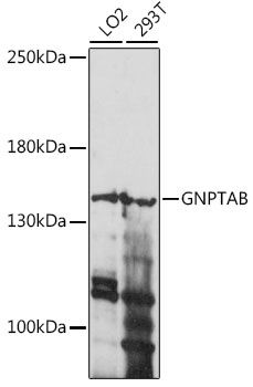 GNPTAB antibody