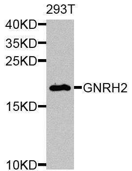 GNRH2 antibody