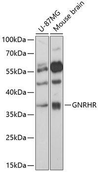 GNRHR antibody
