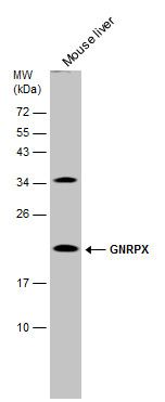GNRPX antibody