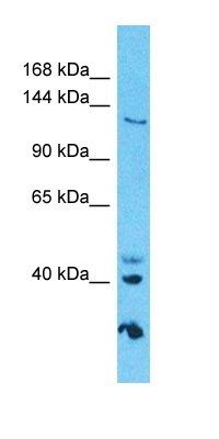 GOLGA3 antibody