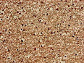 GOLGA3 Antibody
