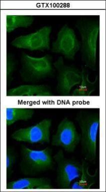 GOLGA3 antibody [C3], C-term