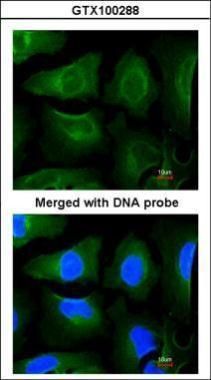 GOLGA3 antibody