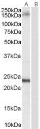 GOLGA3 antibody