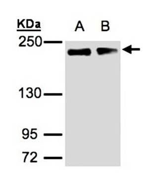 Golgi autoantigen, golgin subfamily a, 3 antibody
