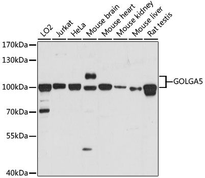 GOLGA5 antibody