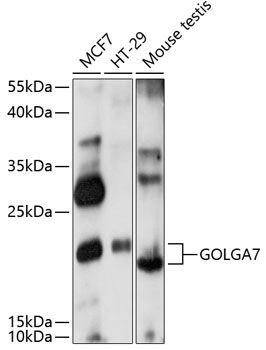 GOLGA7 antibody