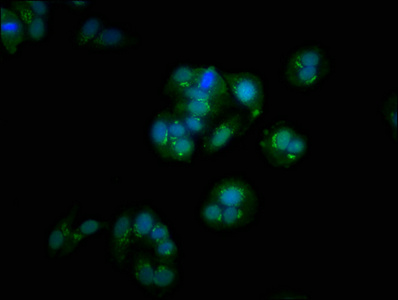 GOLGB1 Antibody