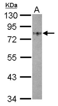 GOLPH2 antibody