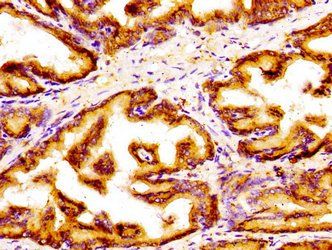 GOLPH3 Antibody