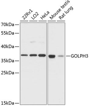 GOLPH3 antibody