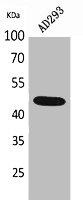 GORAB antibody